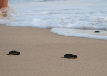 Коггала, Шри-Ланка, фото № 51585 – фотографии Шри-Ланки