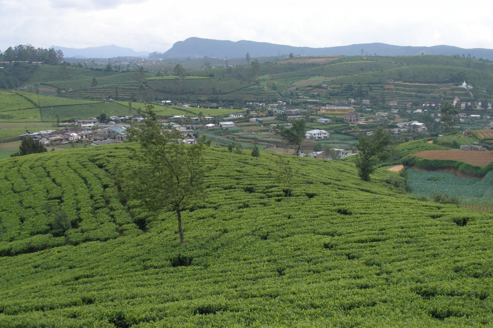 Нувара Элия, Шри-Ланка, фото № 52081 – фотографии Шри-Ланки