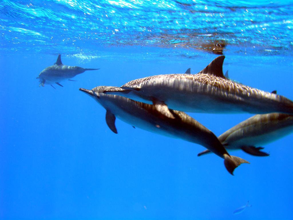 Марса-Алам, Египет, фото № 35310 – фотографии Египта