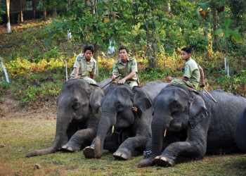 Слоны в Нгве-Саунг-Бич, Мьянма – фотографии Мьянмы