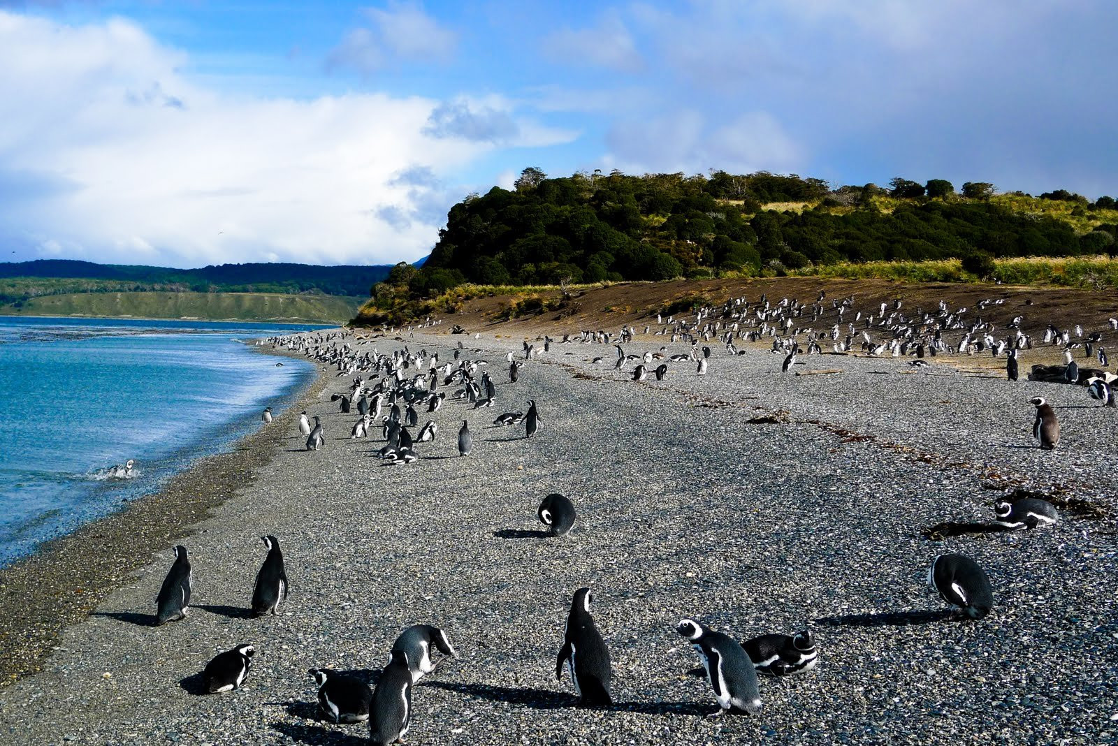 Penguins South East of Ushuia – фотографии Аргентины