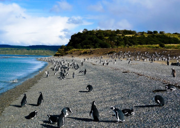 Penguins South East of Ushuia – фотографии Аргентины