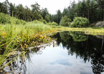 Природа острова Кий, Россия. Фото 1 – фотографии России