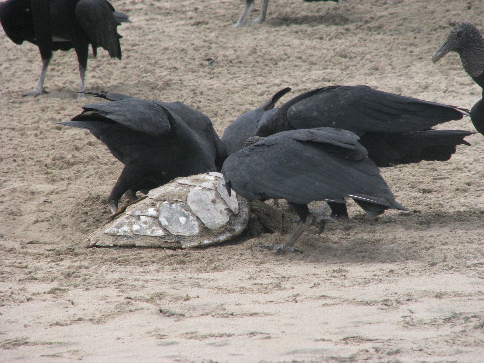 Коста-Рика, фото № 794 – фотографии Коста-Рики