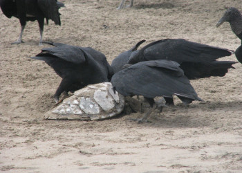 Коста-Рика, фото № 794 – фотографии Коста-Рики