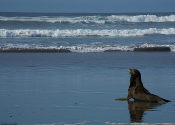 Пляж Ши-Ши в Национальном парке Олимпик. США. Фото 2 – фотографии США