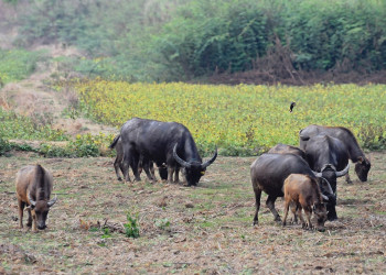 Животные в Чианг-Рай, Тайланд. Фото 3 – фотографии Таиланда