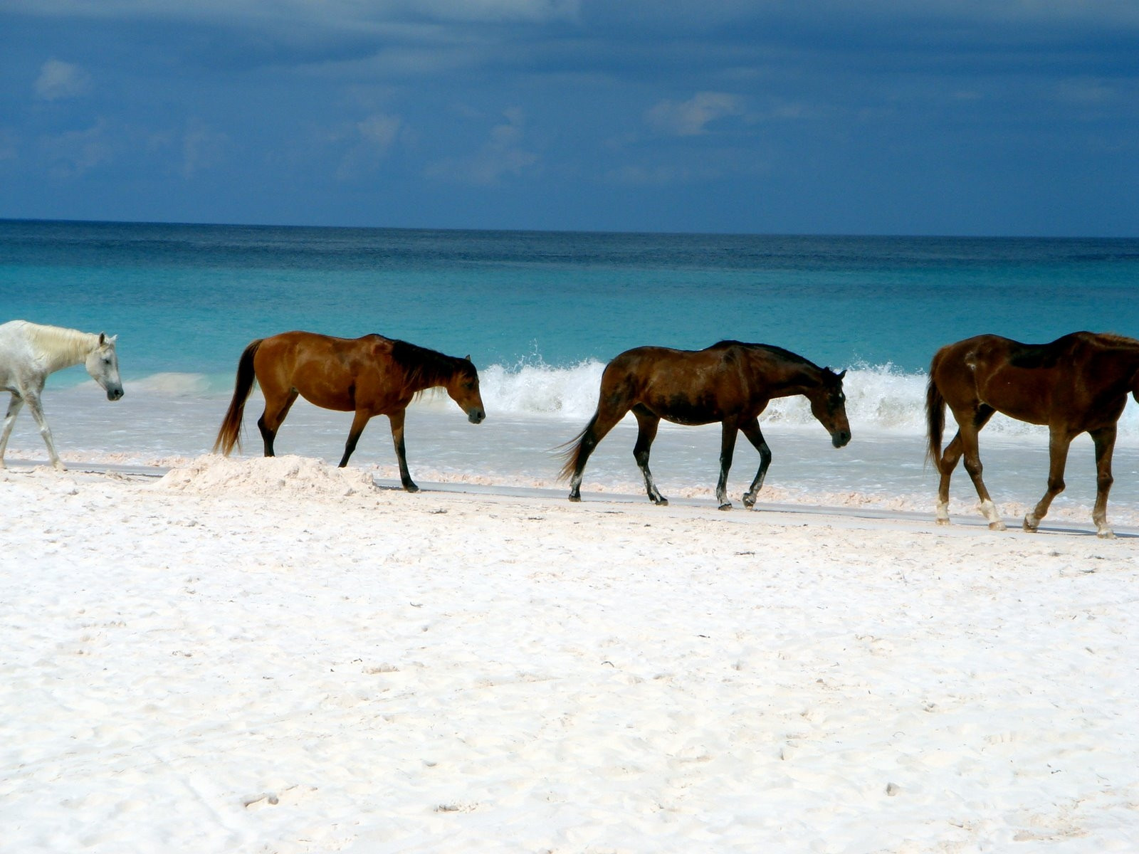 Лошади на острове Харбор Айленд, Багамские острова. Фото 1 – фотографии Багамских островов