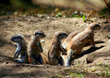 ЮАР, фото № 1617 – фотографии ЮАР