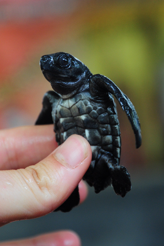 Черепашка на ферме в Косгоде, Шри-Ланка – фотографии Шри-Ланки