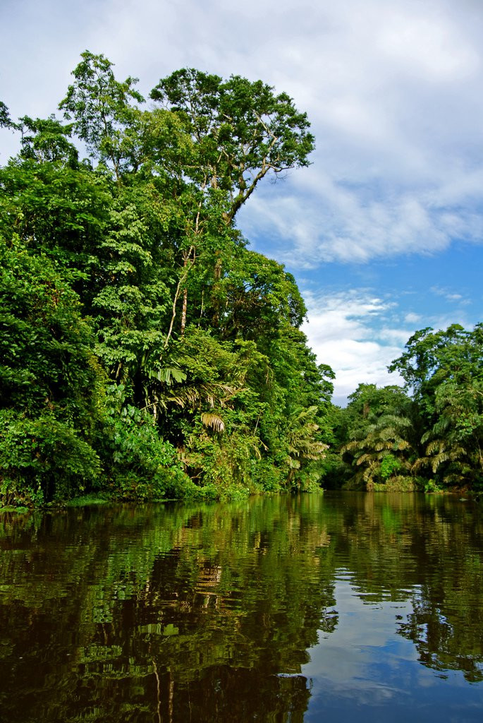 Тортугеро Национальный парк, Лимон провинция, Коста-Рика, фото № 40355 – фотографии Коста-Рики