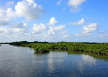 Деревья в Кайо-Энсеначос, Куба – фотографии Кубы