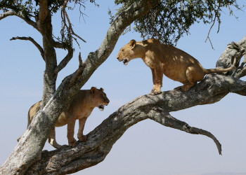 Замбия (Zambia). Фото 1 – фотографии Замбии