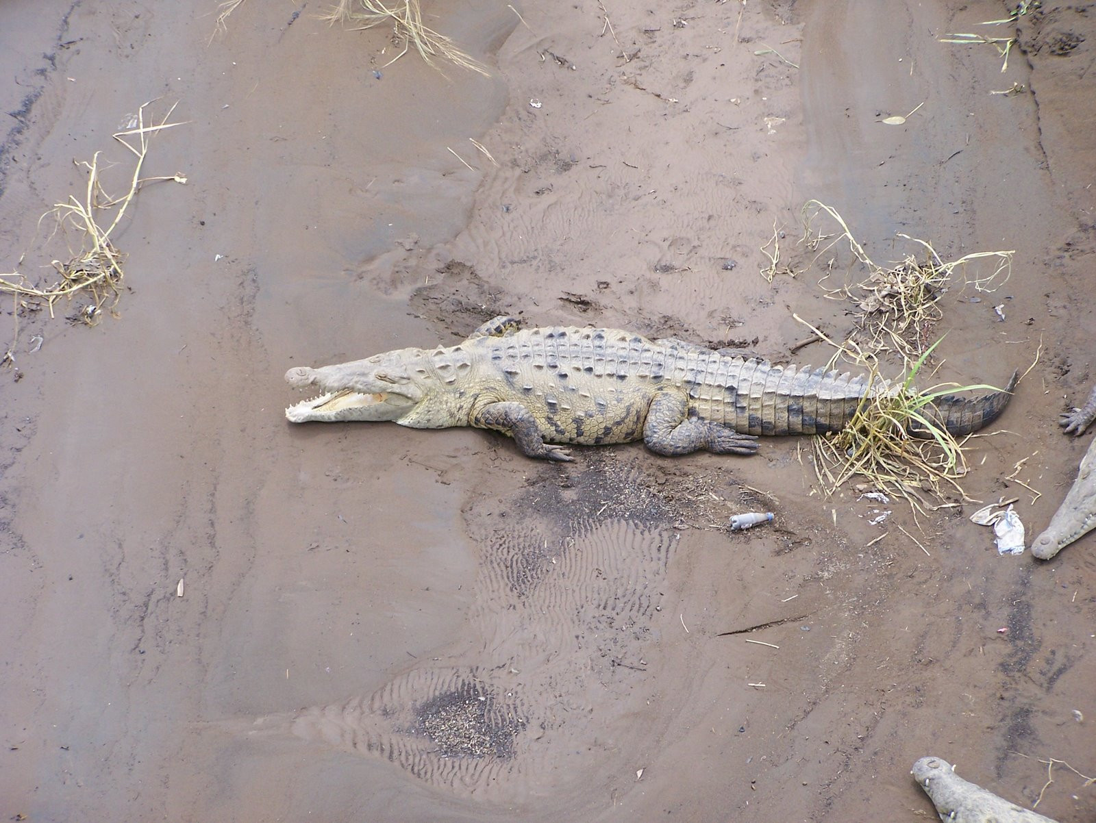 Мануэль Антонио Национальный Парк, Пунтаренас провинция, Коста-Рика, фото № 40648 – фотографии Коста-Рики