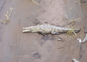 Мануэль Антонио Национальный Парк, Пунтаренас провинция, Коста-Рика, фото № 40648 – фотографии Коста-Рики