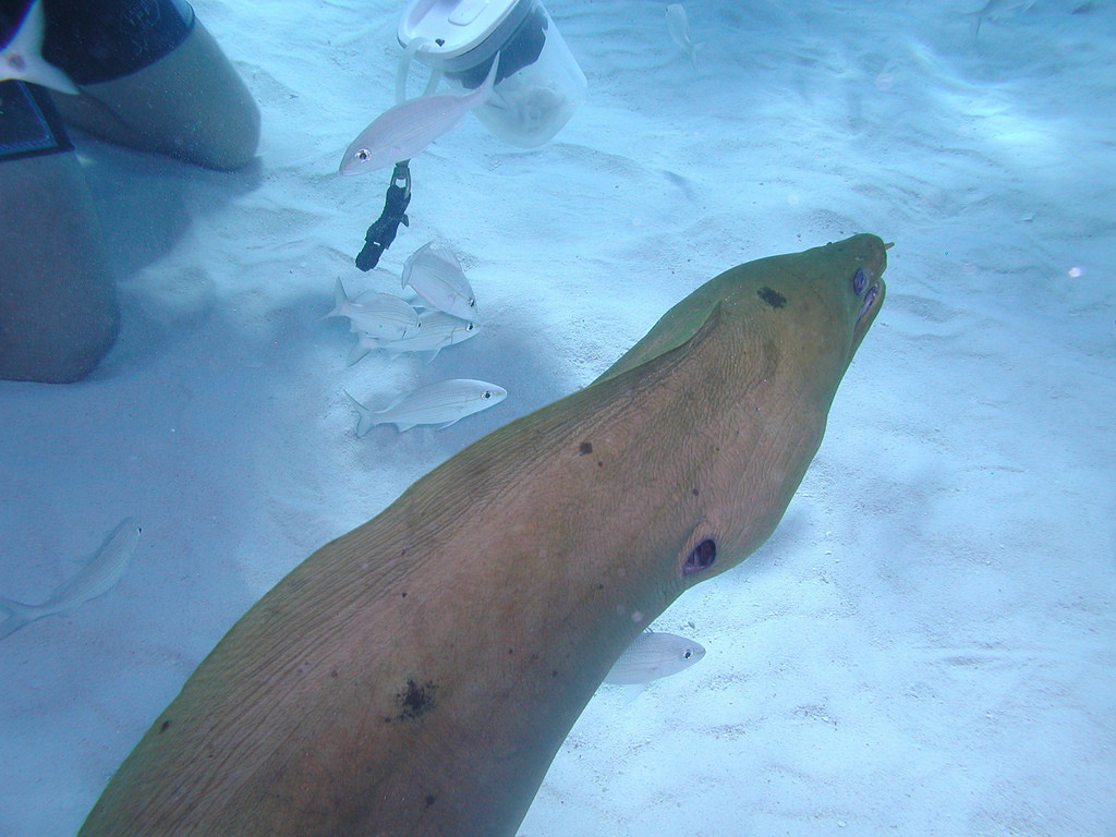 Мурена в районе Стингрей Сити. Фото 1 – фотографии Каймановых островов