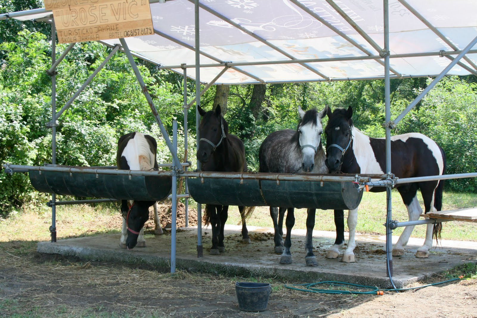 Лошади – фотографии Черногории