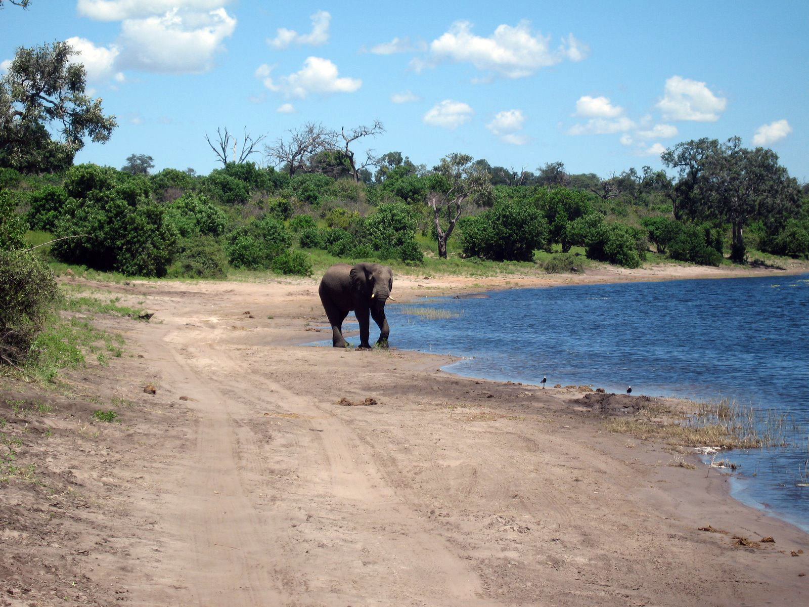 Слон на берегу озера – фотографии Замбии