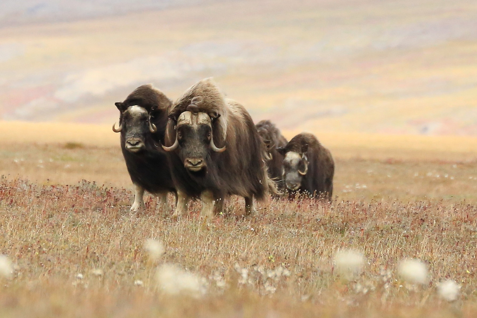 Овцебыки на острове Врангеля. Фото 1 – фотографии России