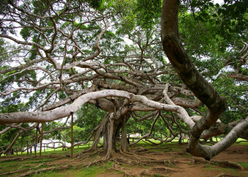 Королевский Ботанический сад (Royal Botanical Gardens) в Канди – фотографии Шри-Ланки