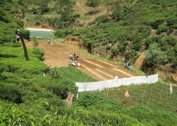 Нувара Элия, Шри-Ланка, фото № 52073 – фотографии Шри-Ланки