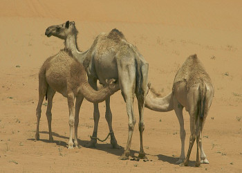 ОАЭ, фото № 1587 – фотографии ОАЭ