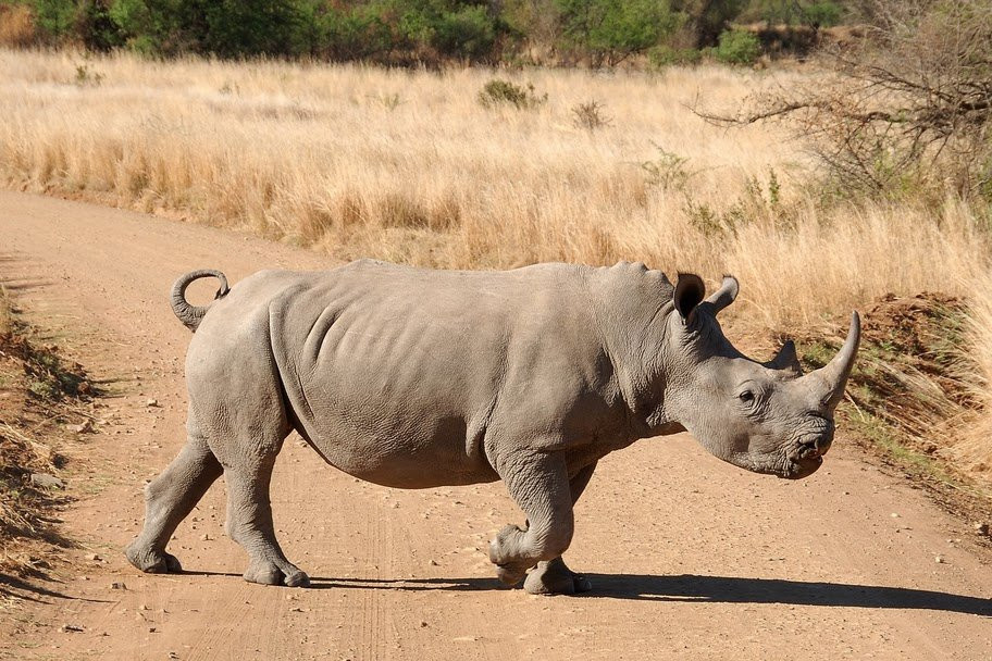 Ninasarvik – фотографии ЮАР