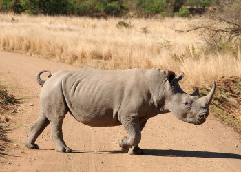 Ninasarvik – фотографии ЮАР