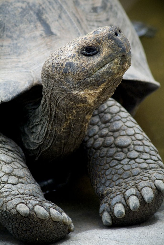 Галапагосские острова, Эквадор, фото № 68201 – фотографии Эквадора