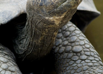 Галапагосские острова, Эквадор, фото № 68201 – фотографии Эквадора