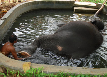 Шри-Ланка, фото № 1120 – фотографии Шри-Ланки