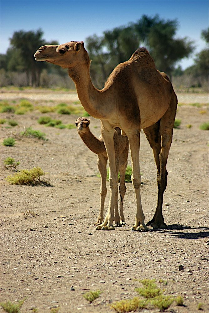 Оман, фото № 5729 – фотографии Омана