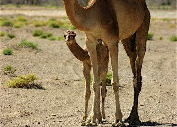 Оман, фото № 5729 – фотографии Омана