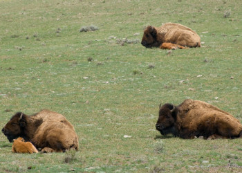 Йеллоустоун Национальный Парк, Вайоминг штат, США, фото № 67722 – фотографии США