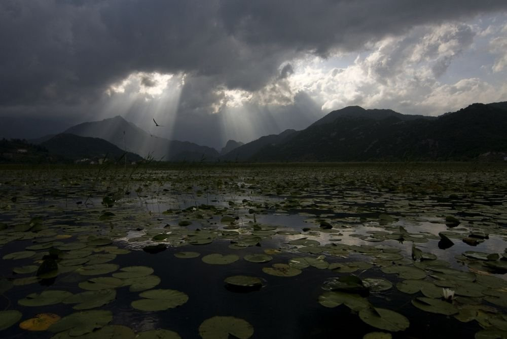 Скадарское озеро, Черногория. Фото 16 – фотографии Черногории