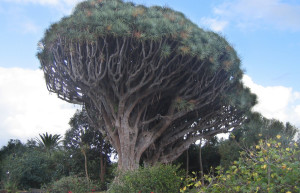 Брения-Баха, Ла-Пальма остров, Канарские острова, фото № 31870 – фотографии Канарских островов