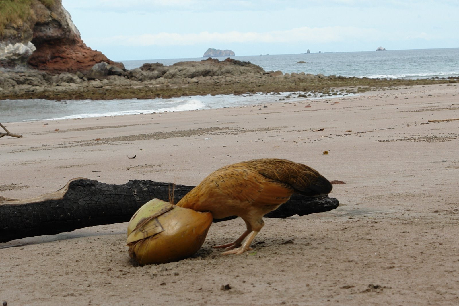 Коста-Рика, фото № 776 – фотографии Коста-Рики