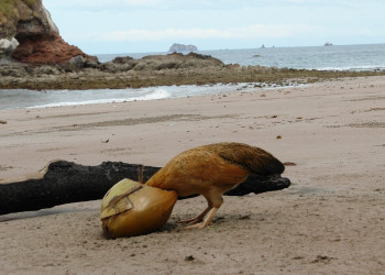 Коста-Рика, фото № 776 – фотографии Коста-Рики