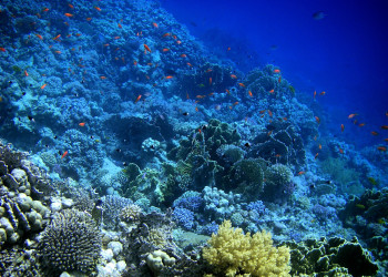 Макади-Бэй, Египет, фото № 35299 – фотографии Египта