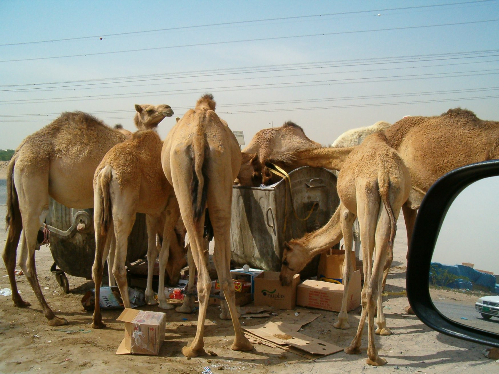 Аджман, ОАЭ, фото № 60734 – фотографии ОАЭ
