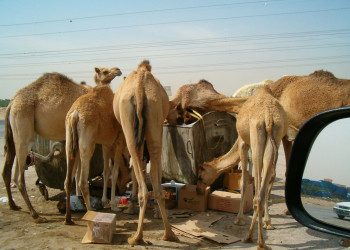 Аджман, ОАЭ, фото № 60734 – фотографии ОАЭ