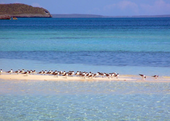 Птицы на острове Эльютера, Багамские острова – фотографии Багамских островов