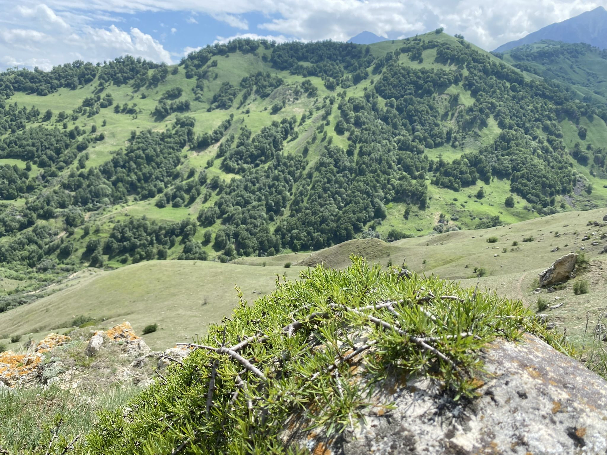 Поездка на перевал Актопрак, июнь 2022 года – фотографии России