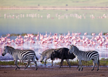 Кенийский национальный парк «Озеро Накуру» – фотографии Кении
