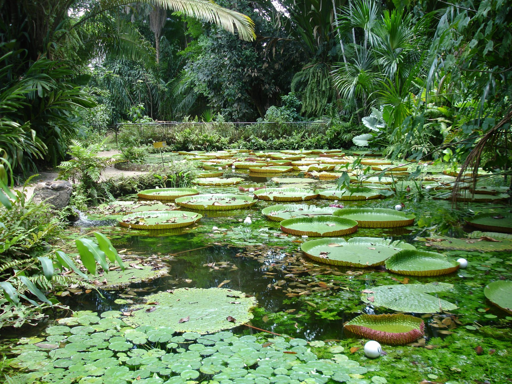 Природа Белена, Бразилия – фотографии Бразилии