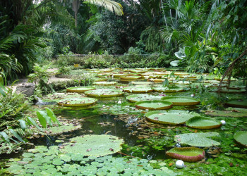 Природа Белена, Бразилия – фотографии Бразилии