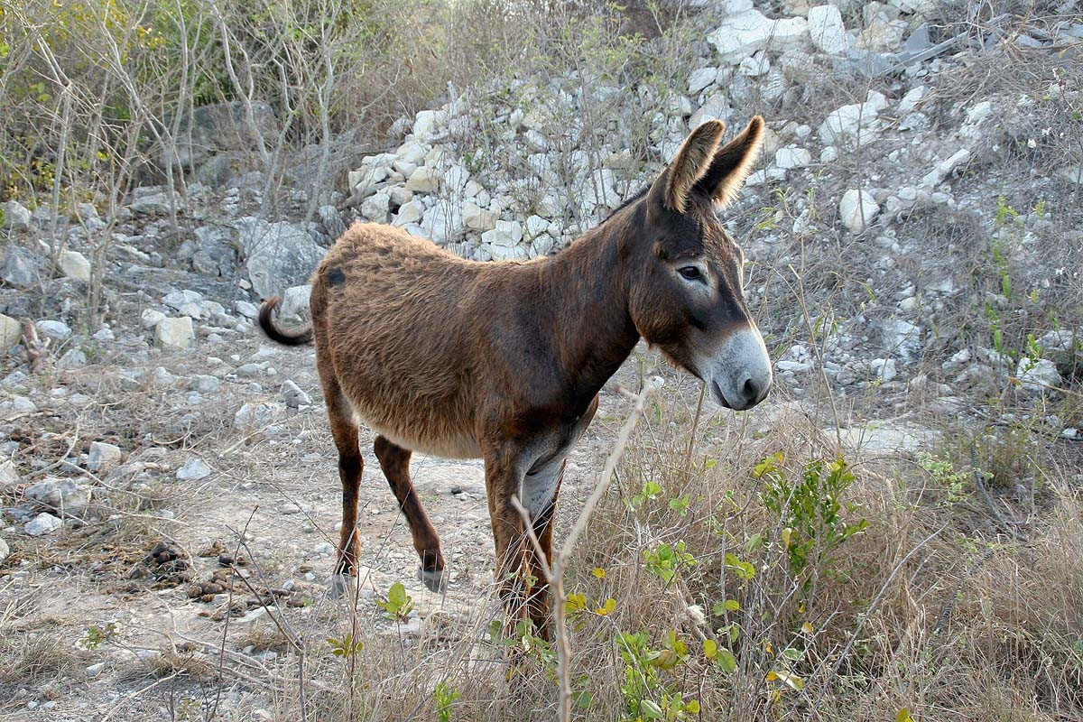 Животное на острове Инагуа, Багамские острова – фотографии Багамских островов