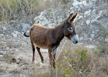 Животное на острове Инагуа, Багамские острова – фотографии Багамских островов