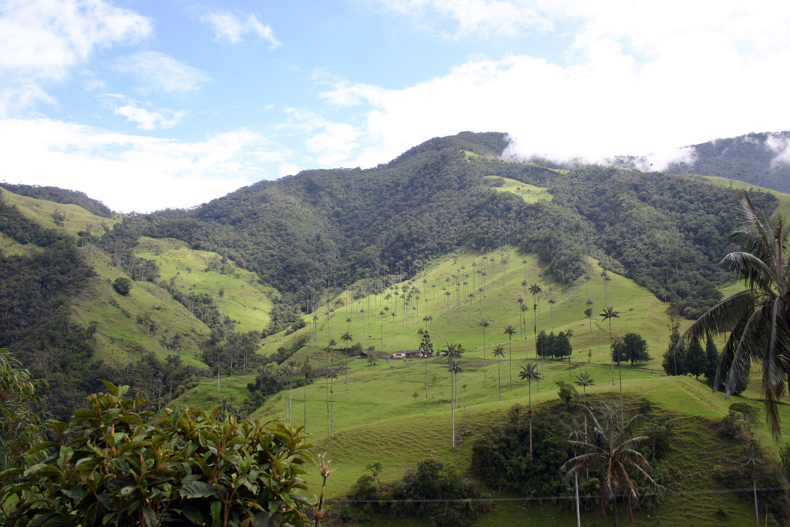 Долина Кокора в Колумбии. Фото 2 – фотографии Колумбии