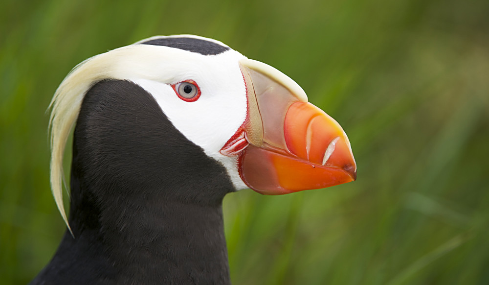 Птицы Топорки  – фотографии России